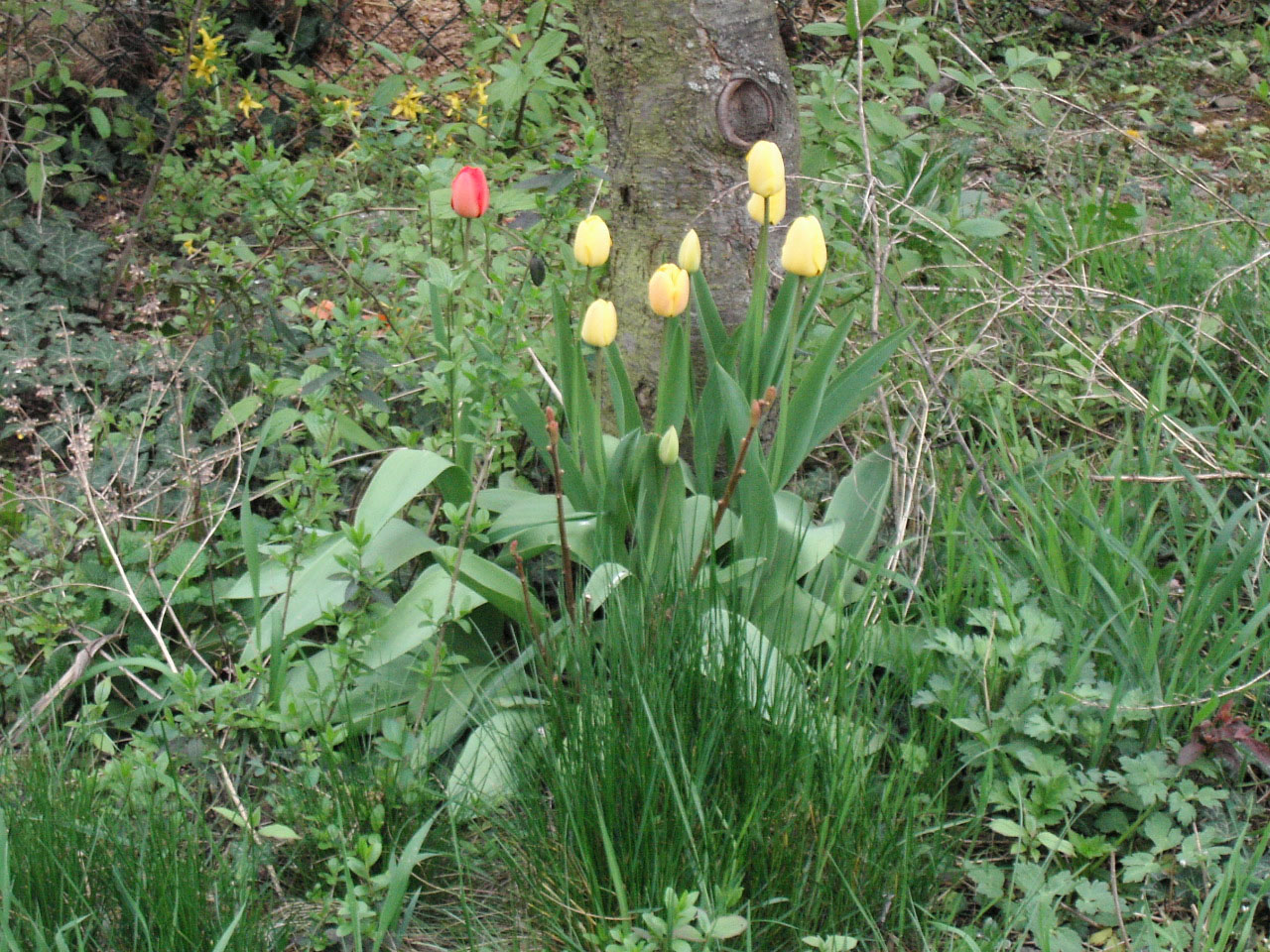 w2019 first tulips.jpg 467.6K